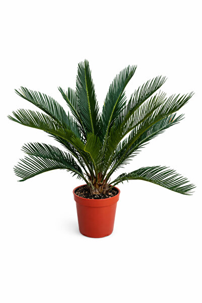 Ernaz Bitki Dünyası Cycas Revoluta – Japon Sago Palmiyesi | 21 cm Saksı 80-10...