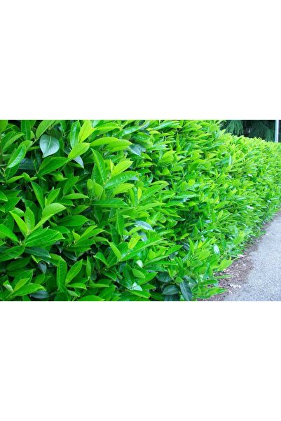 tnc garden groups Parlak Yapraklı Kartopu – Viburnum Lucidum 100 cm Çit Bitki...