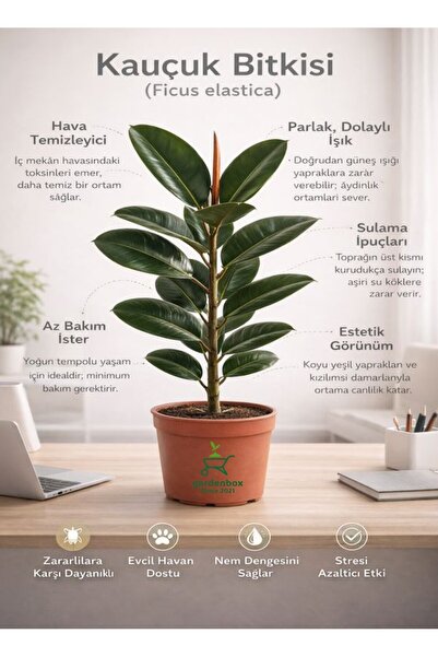 serada decor & plant Kauçuk Bitkisi 50 60 Cm Ev Bitkisi Ofis Bitkisi Salon Bi...
