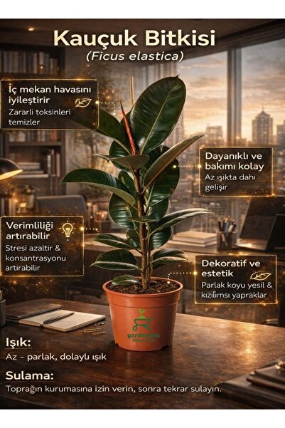 Bitkim Sende Videolu Kauçuk Bitkisi Tek Gövde 1 Adet Saksılı/ Tüplü 60-80cm I...