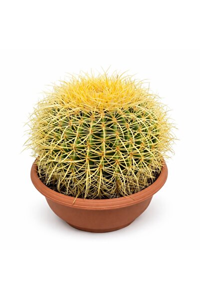Ernaz Bitki Dünyası Echinocactus Grusonii (Bektaşi Kavuğu – Altın Varil Kaktü...