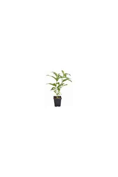 Mimoza Cestrum Nocturnum Kokulu Melisa Çiçeği (Kolonya Çiçeği) 15-25 cm