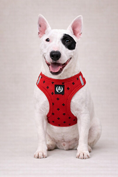 Alphadog Positive Köpek Kedi Göğüs Tasması