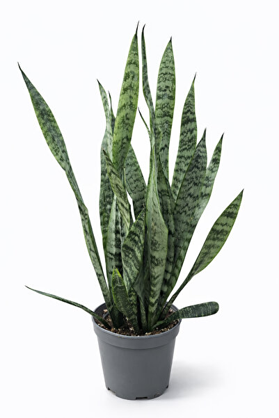 Ernaz Bitki Dünyası Yeşil Kılıç Çiçeği (Sansevieria Zeylanica) Paşa kılıcı 15...