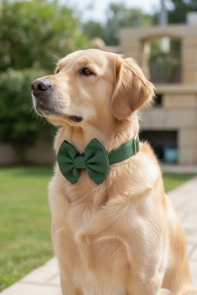 BiBa Pet طوق طبيعي للكلاب - هدية ساحرة