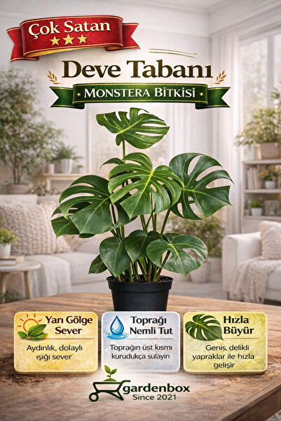 serada decor & plant Deve Tabanı Bitkisi- Monstera Deliciosa-ithal 40-50 Cm