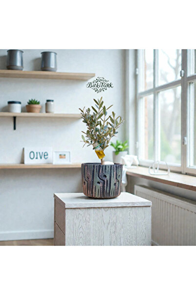 BitkiTÜRK Kütük Görünümlü Beton Saksıda İthal Zeytin Bonsai Adayı Zeytinyağı ...