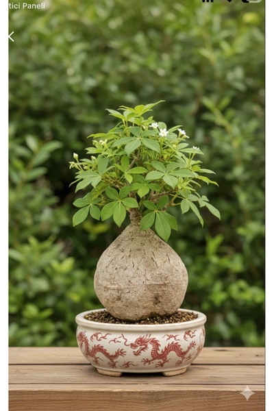 ATLANTE CACTUS CAUDICIFORM Adenia Adenia Viridiflora – Olgun Kaudeks Formlu K...