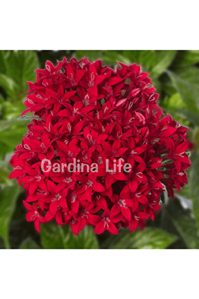 Gardina Beşiz Yıldız Çiçeği Fidesi Pentas Red 10 Adet