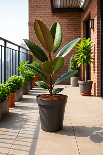 Generic نبات فيكس إيلاستيكا أو نبات المطاط 30 سم