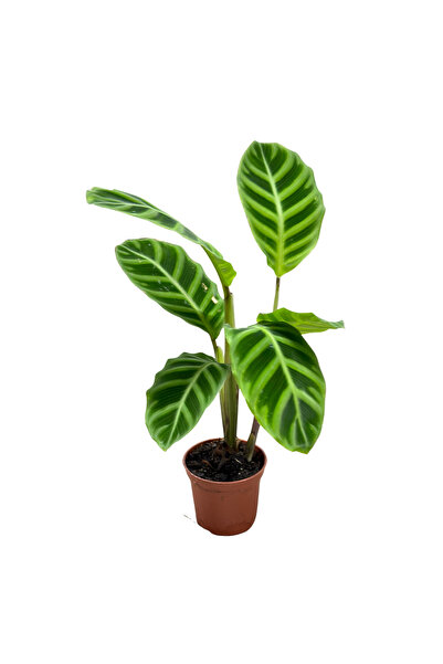 Betonish Calathea Zebrina (Dua Çiçeği)