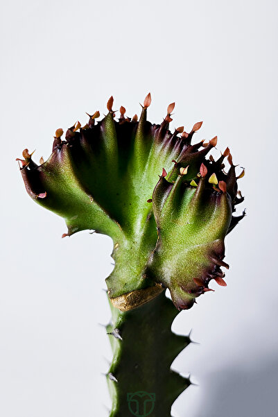 Toptan Kaktüs Euphorbia Lactea Cristata Variegata – Dark Rim – 5.5 cm Saksıda