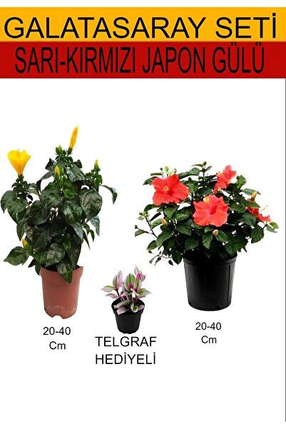 Gardenbox Avantajlı Ürünler 2'li Set Sarı-kırmızı Japon Gülü Telgraf Çiçeği