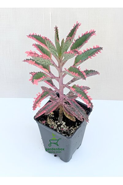 Nura Botanik Pembe Aşkın Gözyaşı Çiçeği 10-15Cm (Kalanchoe Daigremontiana)
