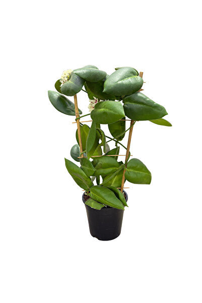 Betonish Hoya Calycina 'Stargazer' (Mum Çiçeği)