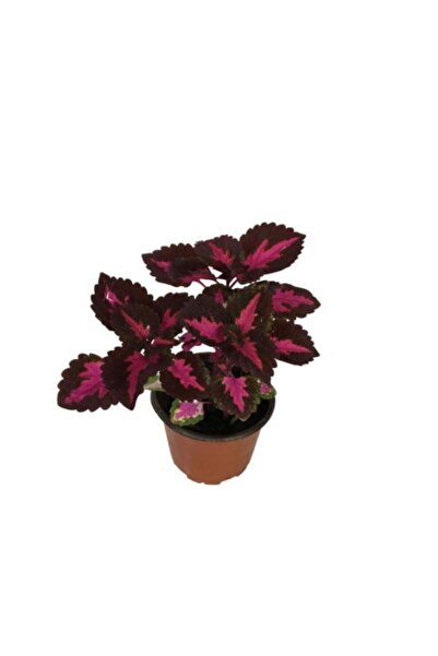 Mimoza Yaprak Cam Güzeli Fidanı Özel Renk 10-20 Cm