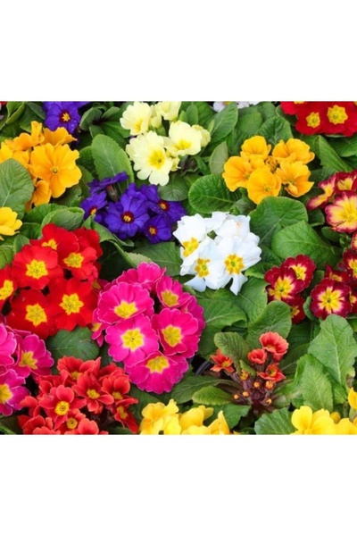 Genel Markalar Çuha Çiçeği Tohumu - Renkli Çiçekler