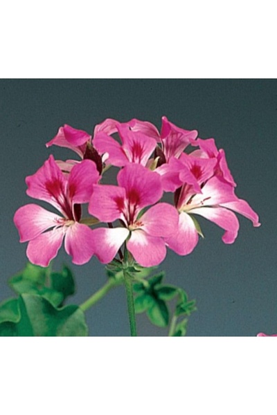 markentegra Kırmızı Beyaz Renkli Sakız Sardunya Tohumu (3 Tohum)