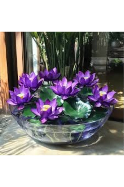 prestijiseed 10 Adet Tohum Mor Kase Lotus Çiçeği Tohumu Japon Kase Mor Lotus ...