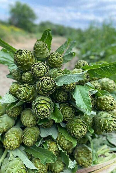 AYENÜRSA 15 Adet Dolmalık Sakız Enginar Temizlenmemiş