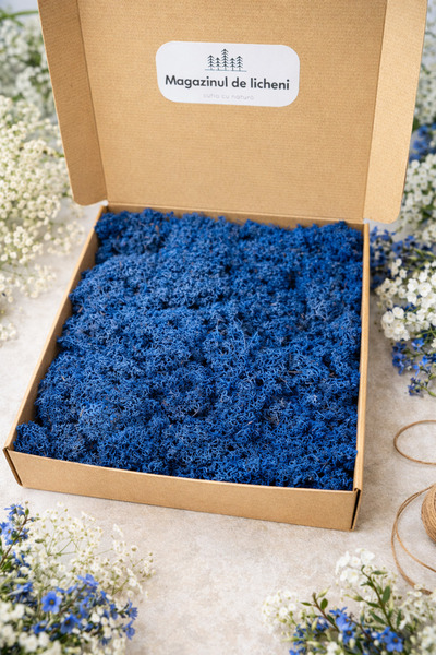 Aero Plant Licheni decorativi stabilizați albaștri – Cutie 30×30 cm | 300 g