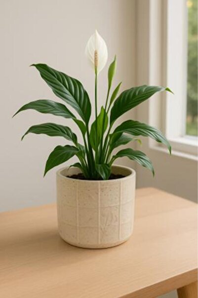 Generis Ceramic Pot with Mesh Pattern in Ivory Color