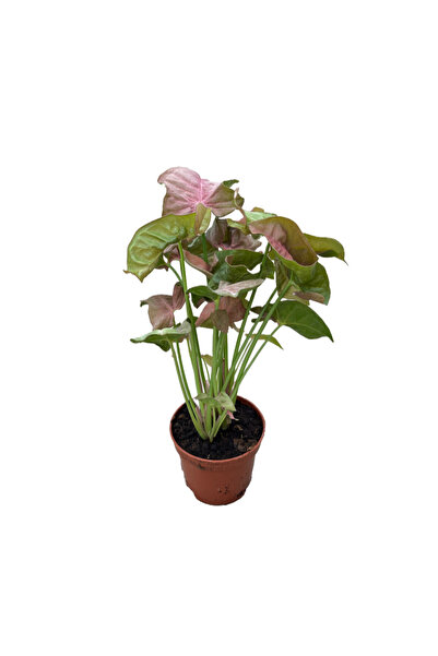 Betonish Syngonium Podophyllum 'Pink' (Melek Kanadı Çiçeği)