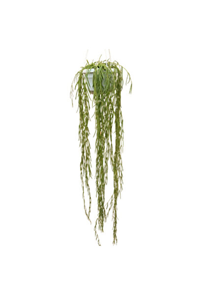 Betonish Hoya Linearis (Mum Çiçeği)