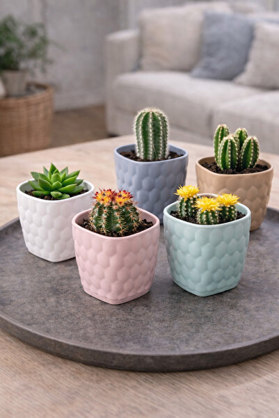 Binbirreyon 5 Adet Renkli Mini Kaktüs Saksı Seti Kare 7,5x7,5x8cm Tabaklı AH101