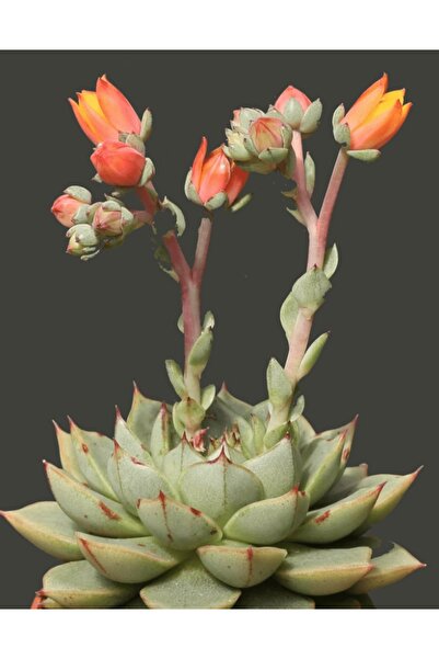 SukuLand Echeveria Fabiola ithal özel tür sukulent 5,5cm saksıda