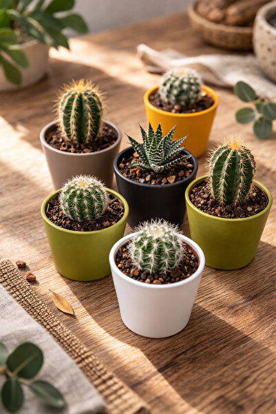 Binbirreyon 5 Adet Kaktüs Saksısı Pastel Renklerde Yuvarlak Mini Saksı 5,5cm ...