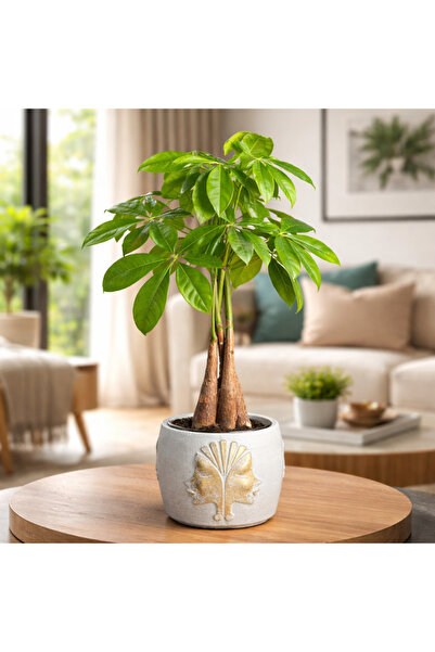 bitkidünyam Dekoratif Saksılı Para Ağacı Pachira Aquatica Canlı Salon Bitkisi...