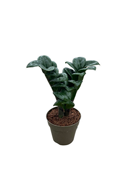 Betonish Zamia Zamioculcas 'Zenzi' (Zeze Çiçeği)