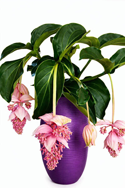 Floryalibotanik Medinilla Magnifica - MEDİNE GÜLÜ (Malezya Orkidesi)