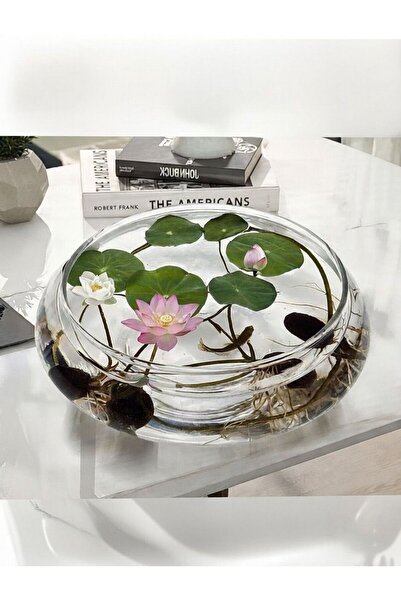 ERVA PEYSAJ 10 Adet Lotus Çiçeği Cam Fanusta Yetişen Su Çiçeği Tohumu Kutsal ...