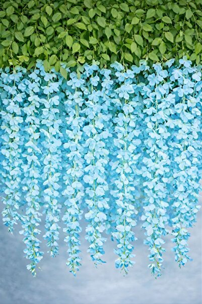 BUSERİSE 12’li Mavi Sarkan Akasya Çiçeği – Nişan Düğün Organizasyon Dekoru, Y...