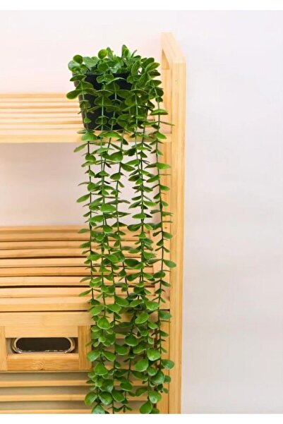 Lumindra Dekoratif Saksılı 7’li Yapay Sarkıt Bitki Çiçek Sarmaşık 40cm