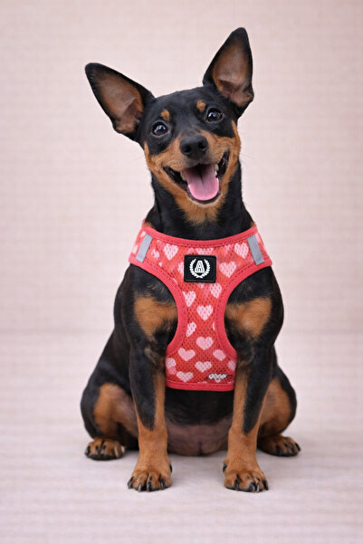 Alphadog Lover Köpek Kedi Göğüs Tasması