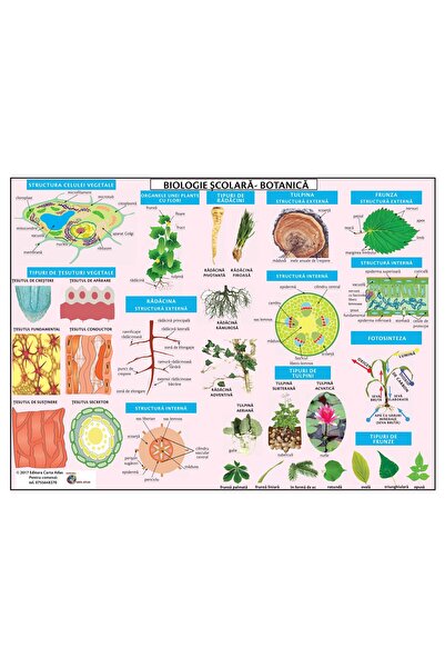 cae BOTANICAL BOARD - A3 LAMINATED