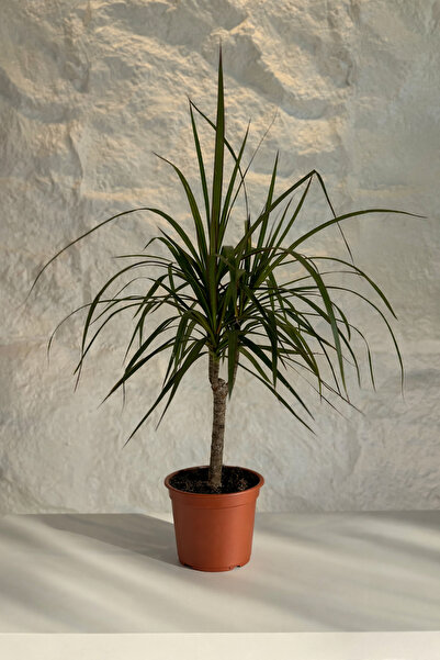BALONADAIRSTUDIO Dracaena Marginata (Madagaskar Ejder Ağacı)
