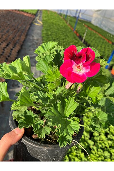 Çiçek Her Yerde Canan Yüreği Ceylan Gözü Sardunyası