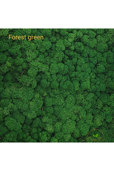 Craft for Joy Forest Green stabilized lichens