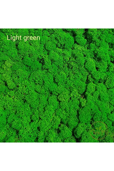 Craft for Joy Stabilized lichens Light Green