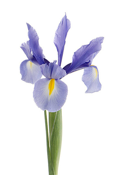 Mimoza Süsen Çiçeği Zambak Iris Mor 15-30 Cm