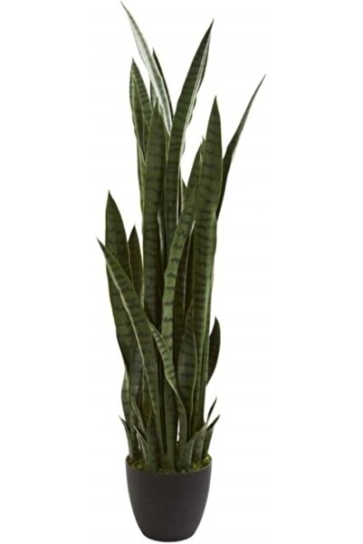 Genel Markalar Çiçeği Paşa Kılıcı 40-60 Cm Peygamber Kılıcı Ev Bitkisi Ofis B...