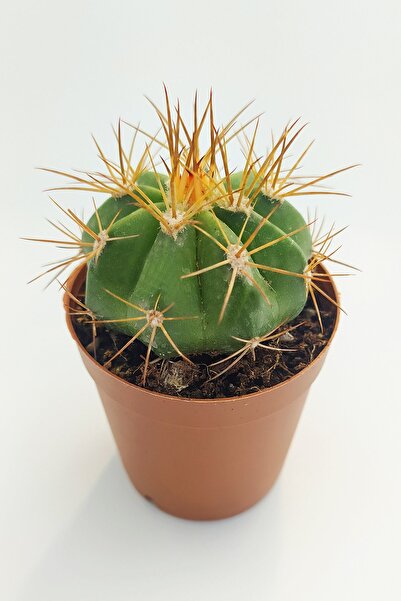 Toptan Kaktüs Melokaktus Matanzanus Kaktüs Özel Tür 5.5 cm Saksıda