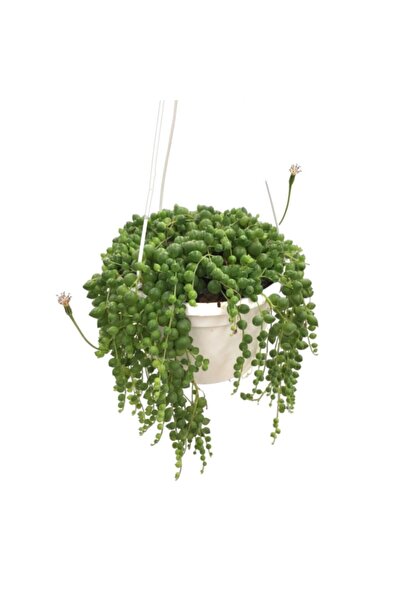 Betonish Senecio Herreianus (Tesbih Çiçeği)