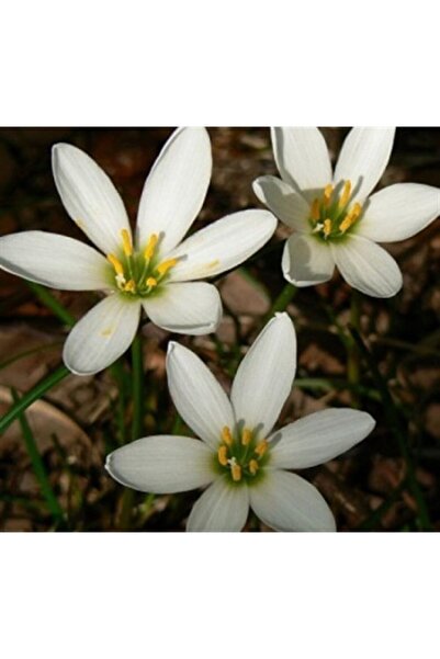 1001fidan Zephyranthes Zıpçıktı Çiçeği | Beyaz Çiçekli-saksılı 0-20cm