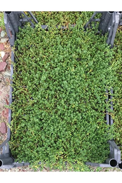 1001fidan Sedum Album Dam Koruğu Fidesi 48 Adet 1 Viyol