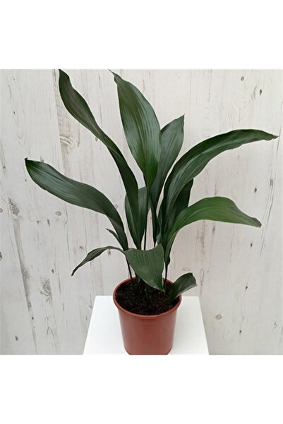 Aspidistra Elatior Salon Yaprağı Fidanı